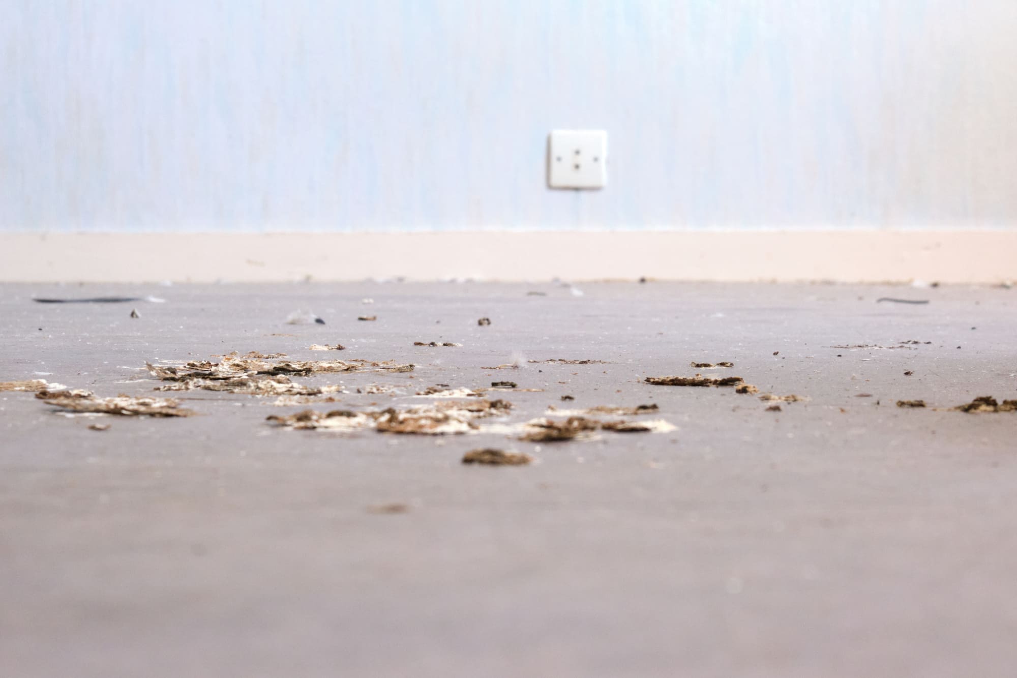 Moquette et mur d'un appartement délabré de la T17